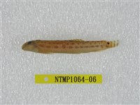 藏品(中華鰍)的圖片